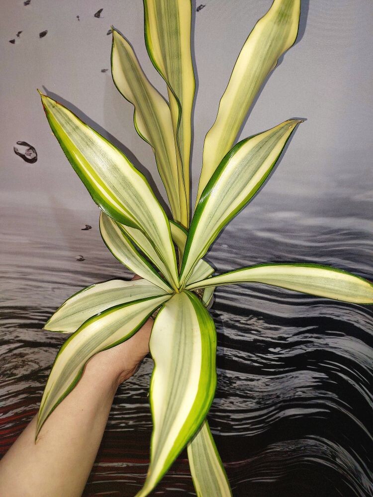 Sansevieria Hahnii Splash