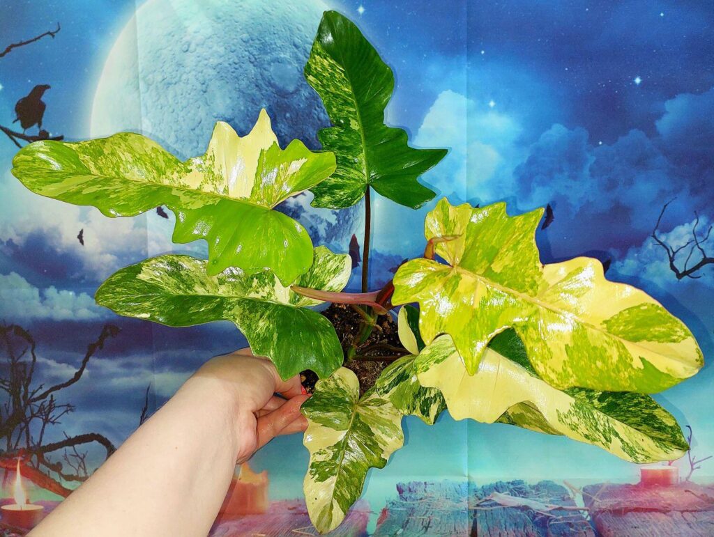 Philodendron Florida x Mayoi variegated