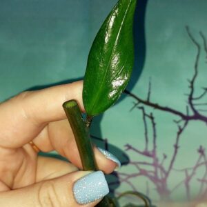 Zamioculcas Green on Green