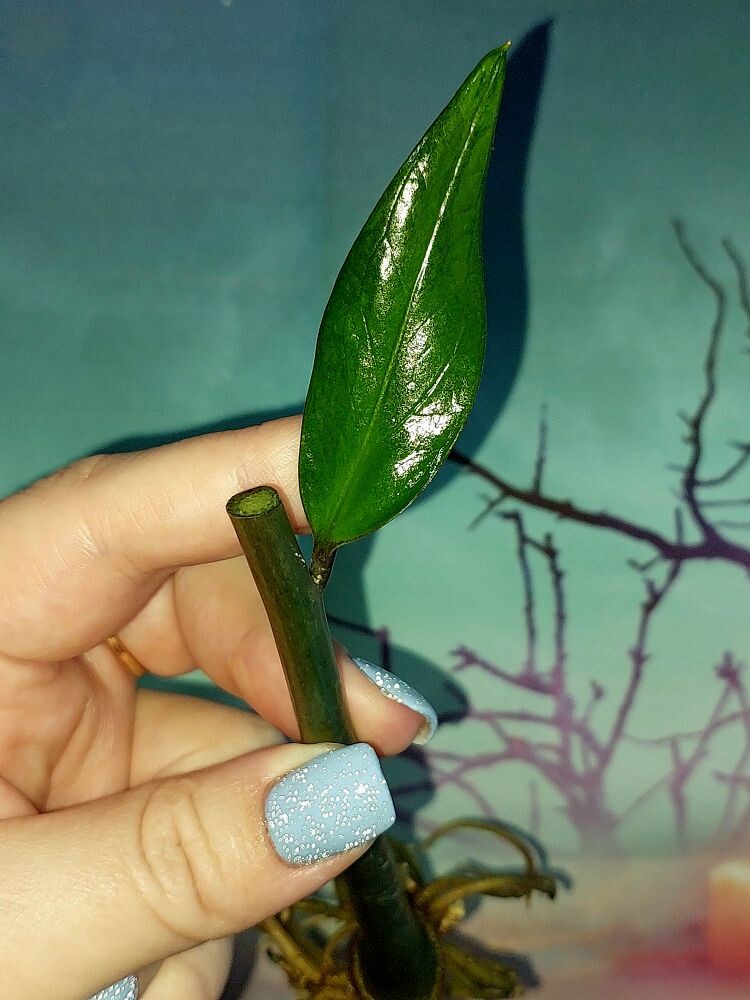 Zamioculcas Green on Green