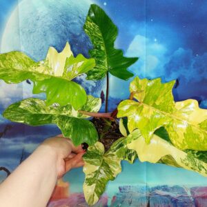 Philodendron Florida x Mayoi variegated