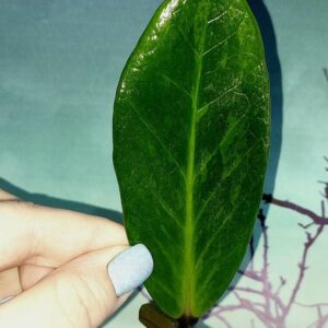 Zamioculcas Green on Green