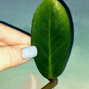 Zamioculcas Green on Green