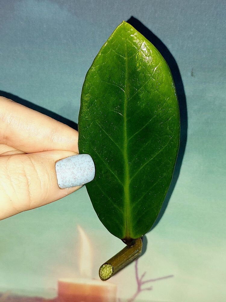 Zamioculcas Green on Green