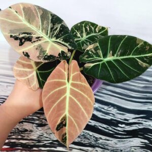Alocasia Black Velvet Pink Variegata