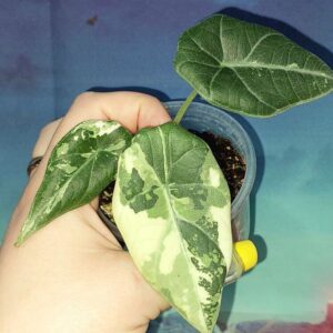 Alocasia Maharani Albo variegated