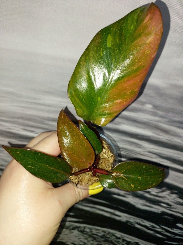 Philodendron Orange Princess