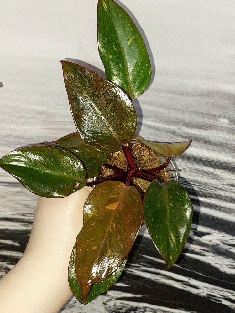 Philodendron Orange Princess