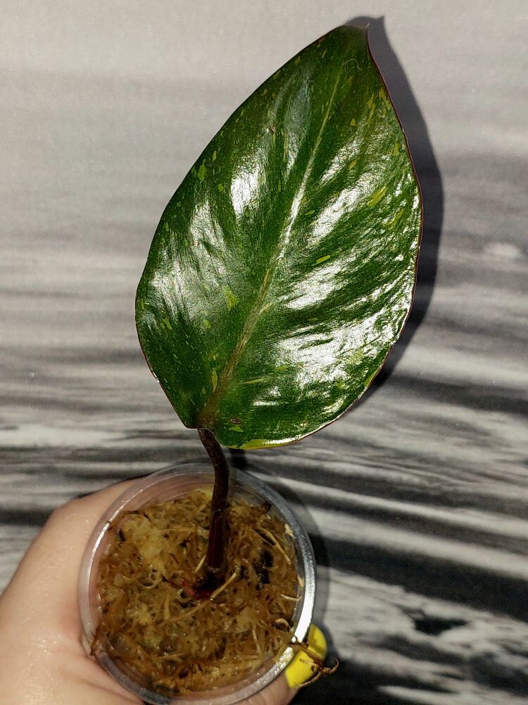 Philodendron Orange Princess