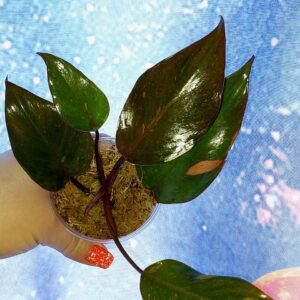 Philodendron Orange Princess