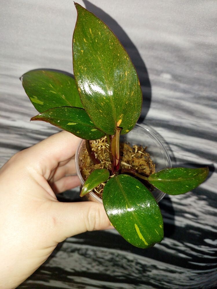 Philodendron Orange Princess