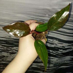 Philodendron Orange Princess