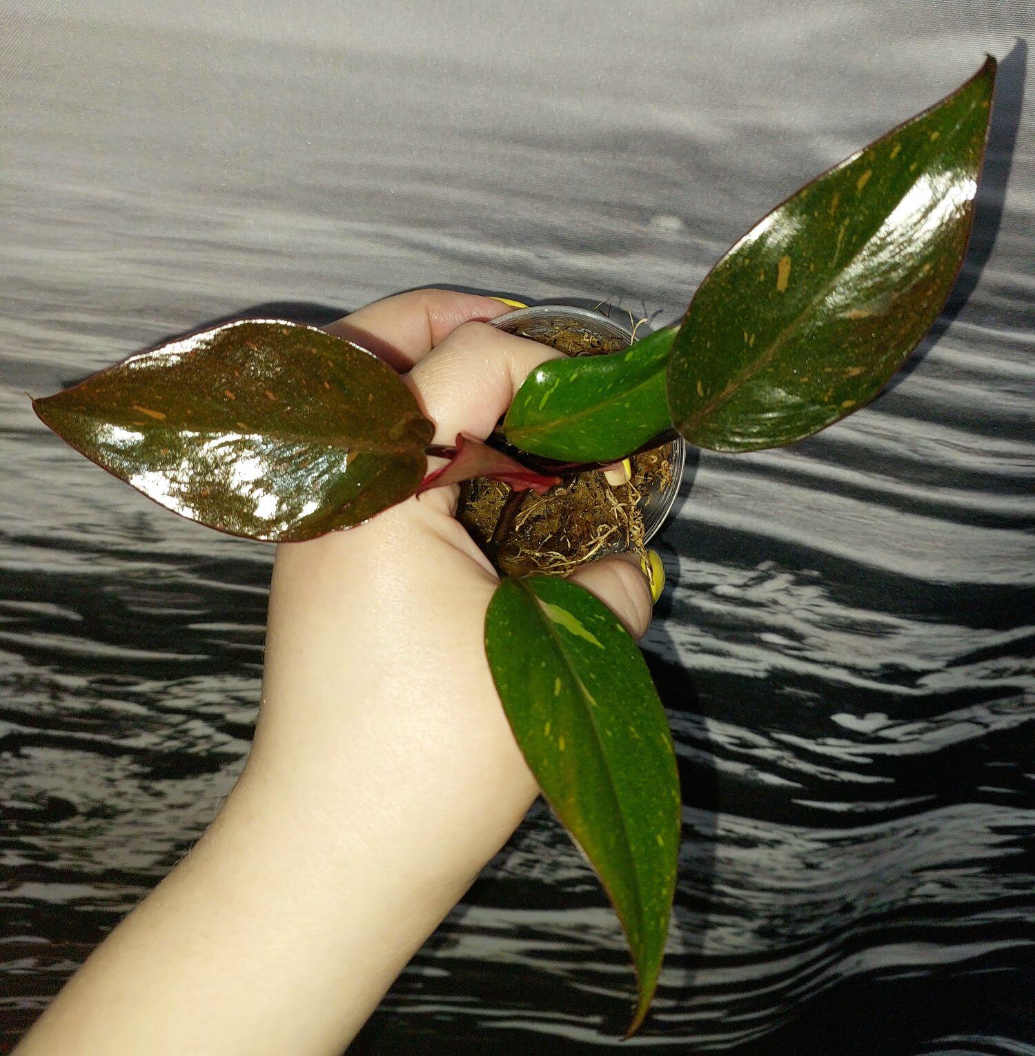 Philodendron Orange Princess