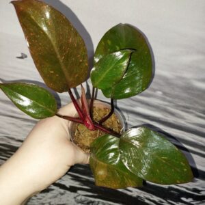 Philodendron Orange Princess