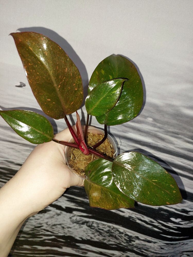 Philodendron Orange Princess