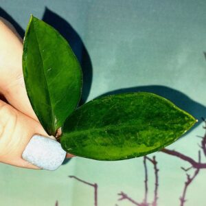 Zamioculcas Green on Green