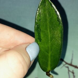 Zamioculcas Green on Green