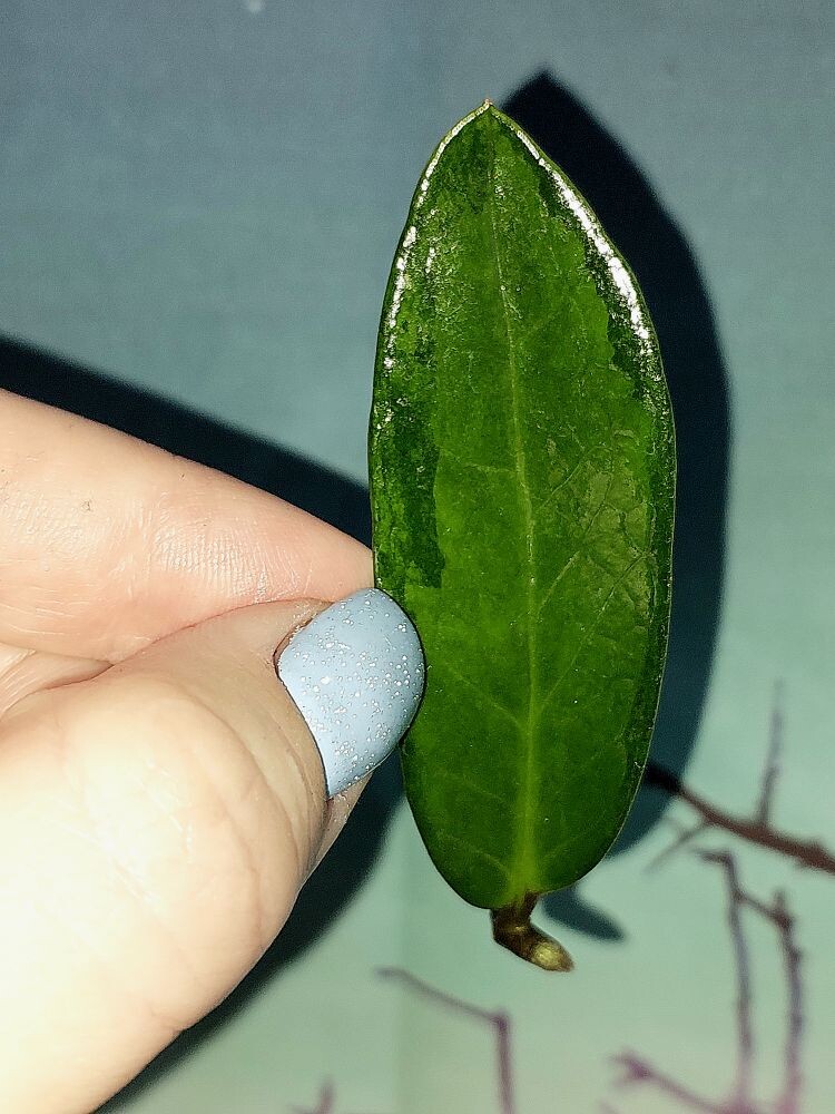 Zamioculcas Green on Green
