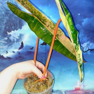 Philodendron Billietiae Variegated