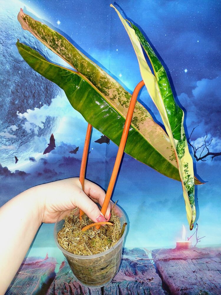 Philodendron Billietiae Variegated