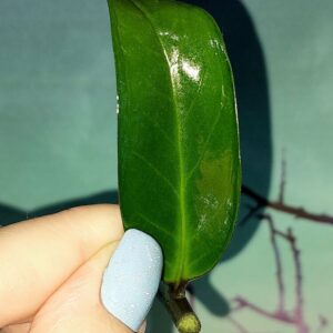 Zamioculcas Green on Green