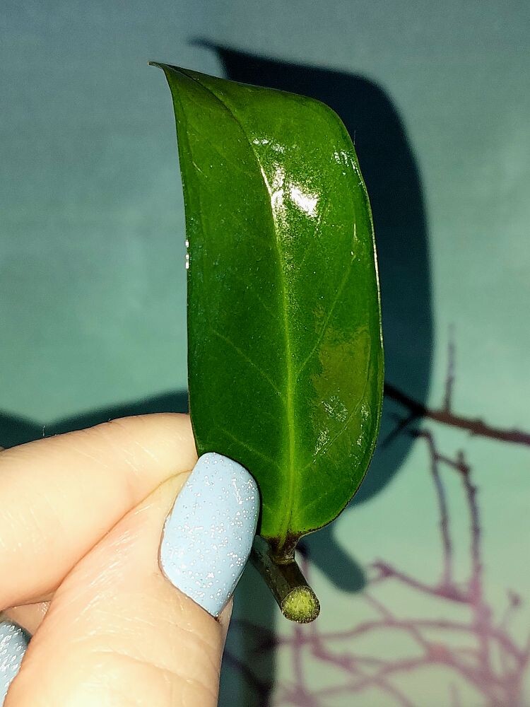 Zamioculcas Green on Green