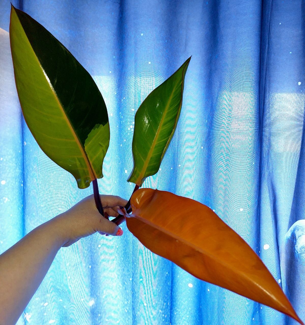 Philodendron Congo Firebird variegated