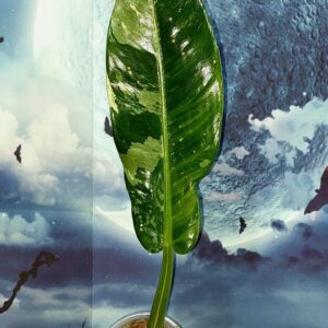 Philodendron Orlando