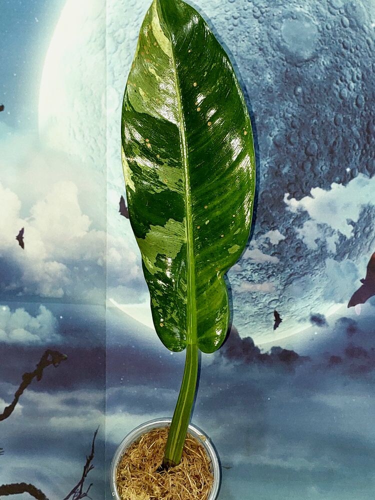 Philodendron Orlando