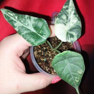 Alocasia Maharani Albo variegated