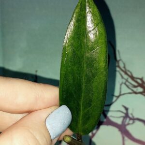Zamioculcas Green on Green