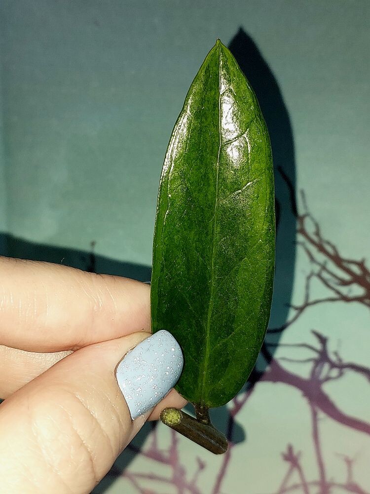 Zamioculcas Green on Green