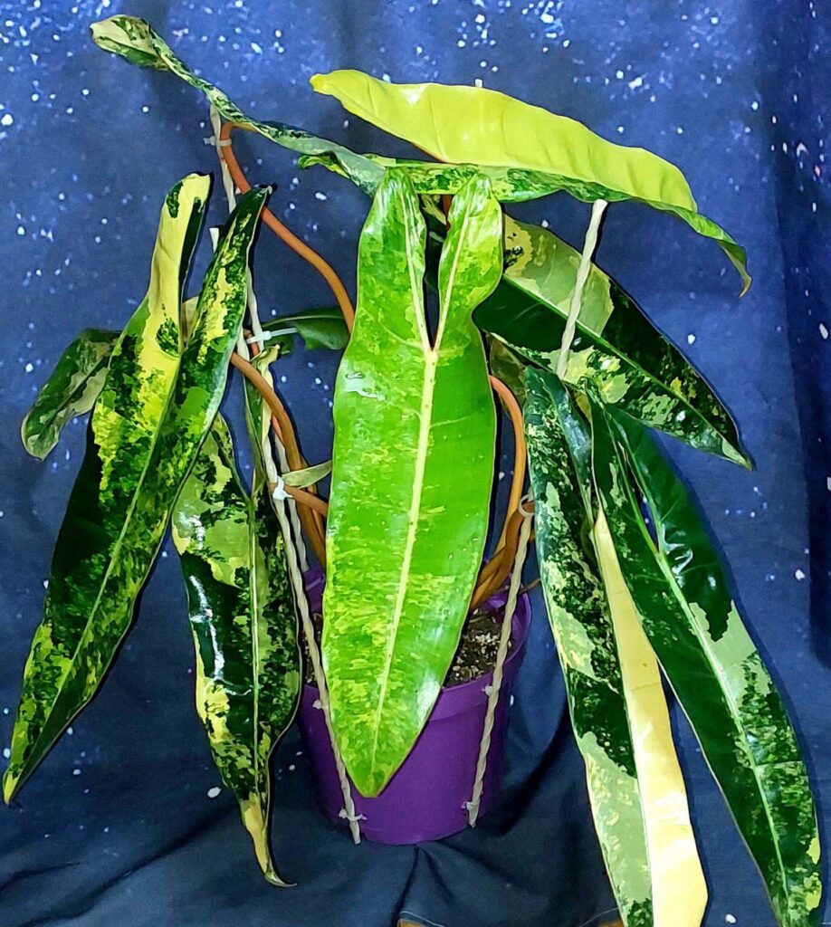 Philodendron Billietiae Variegated