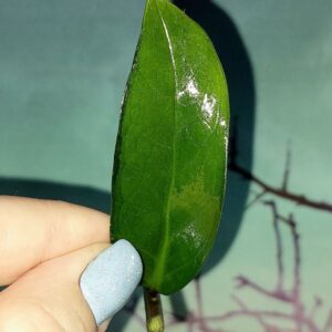 Zamioculcas Green on Green