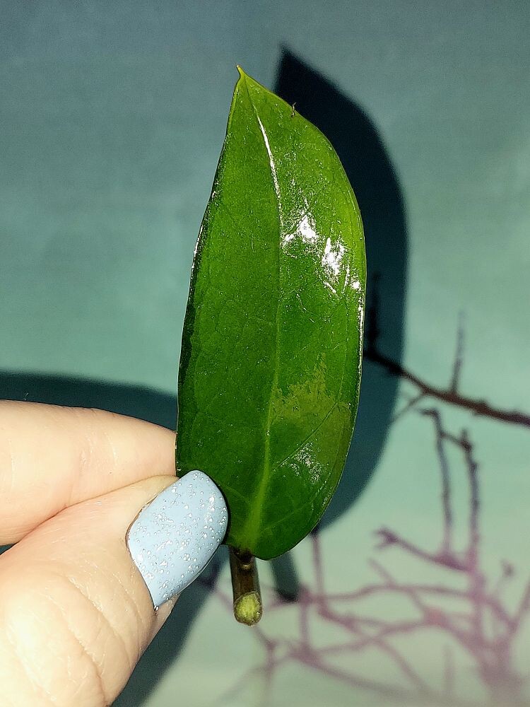 Zamioculcas Green on Green