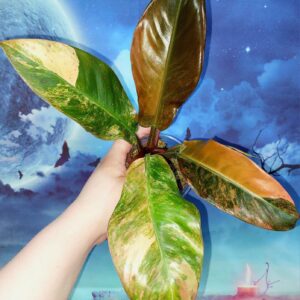 Philodendron Imperial Red Variegated