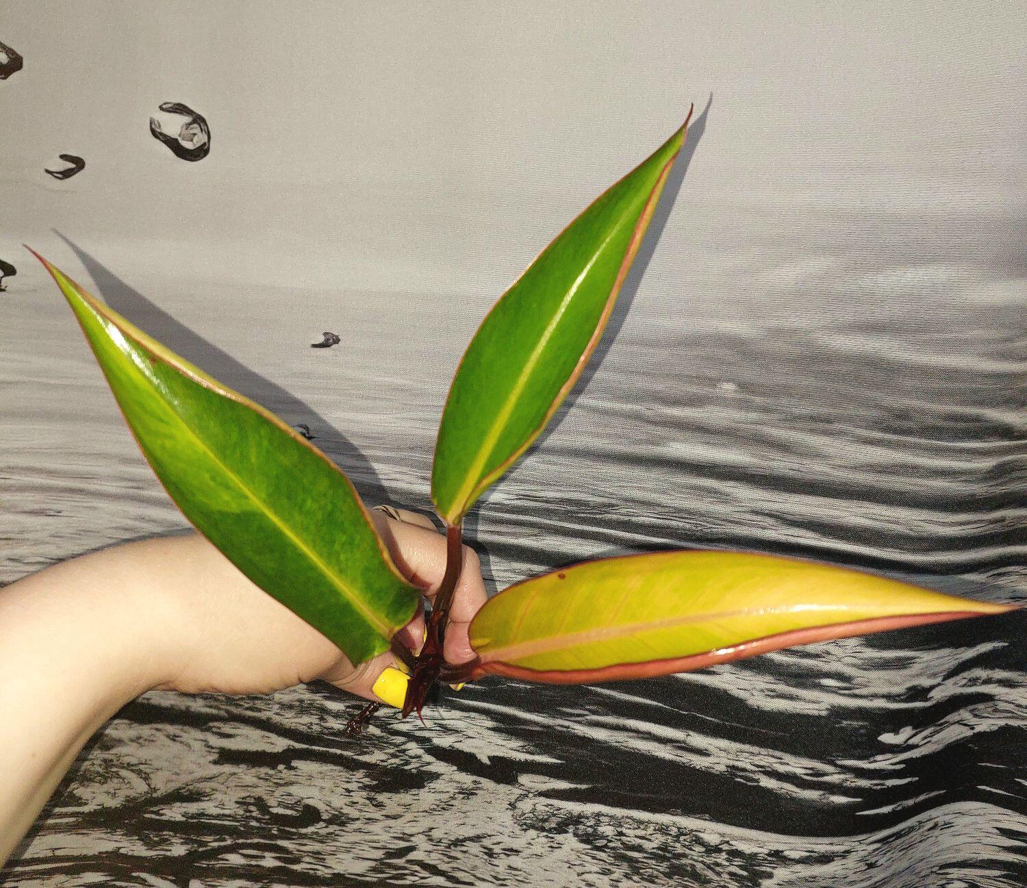 Philodendron Congo Firebird variegated