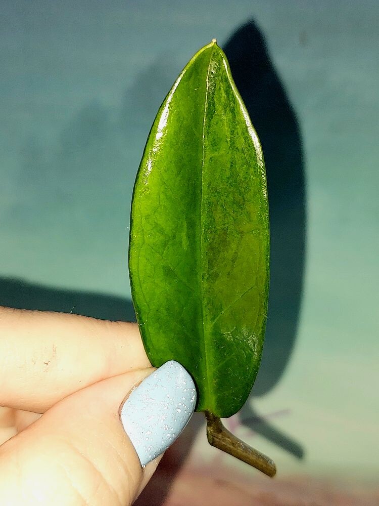 Zamioculcas Green on Green