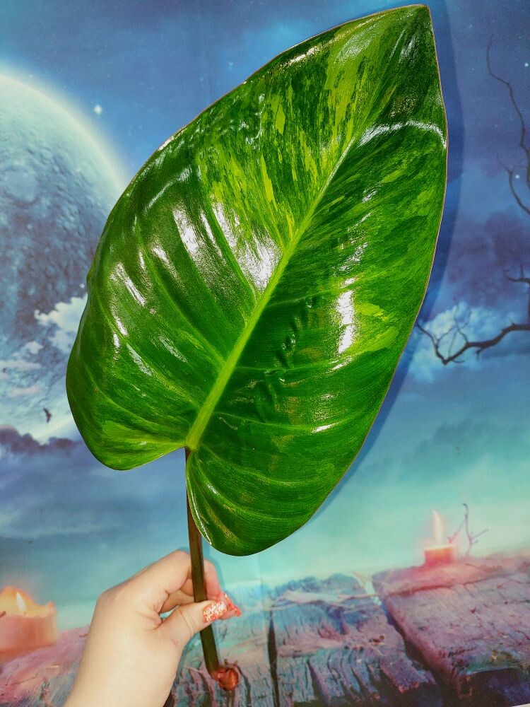 Philodendron Congo Red Yellow Variegated
