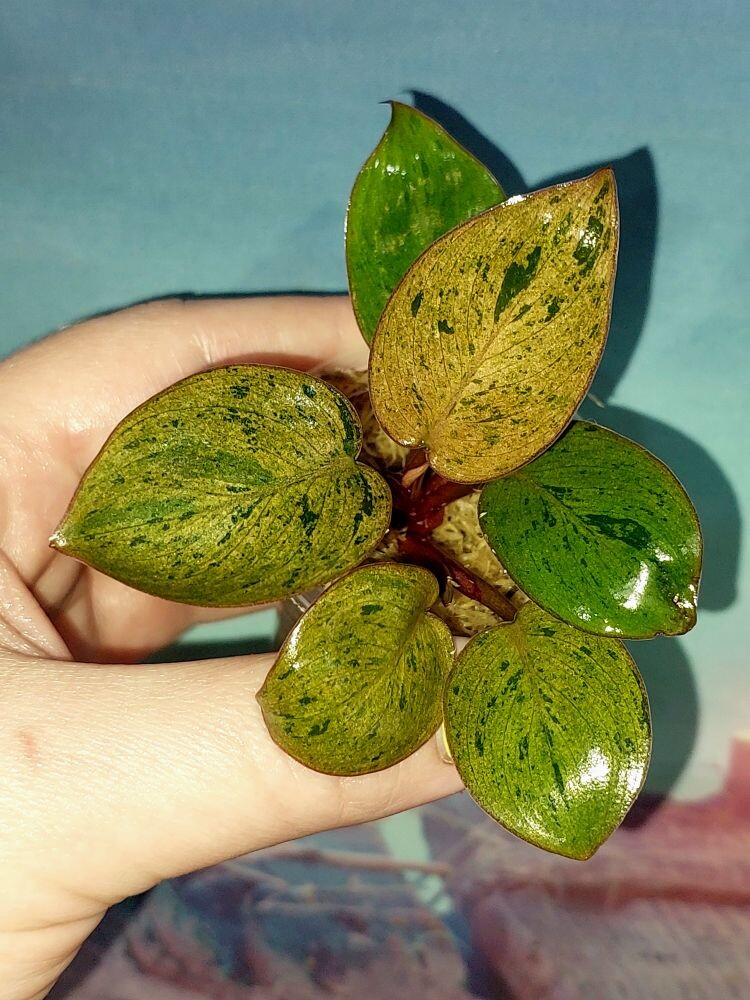 Филодендрон Congo red dwarf mint variegated