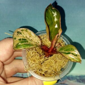 Филодендрон Congo red dwarf mint variegated
