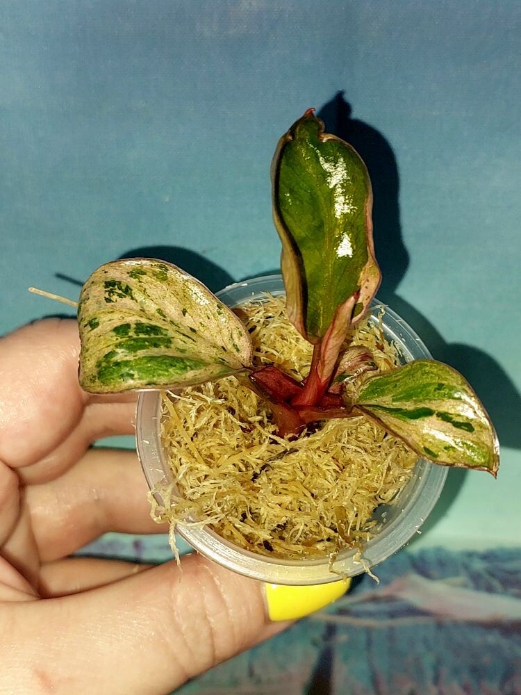 Филодендрон Congo red dwarf mint variegated