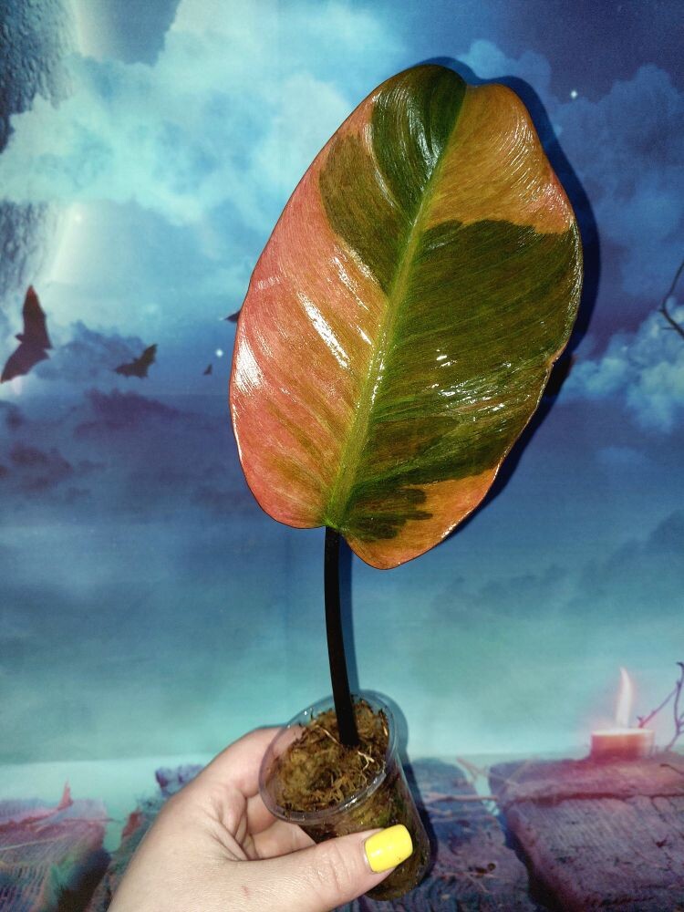 Philodendron Black Cardinal Variegated
