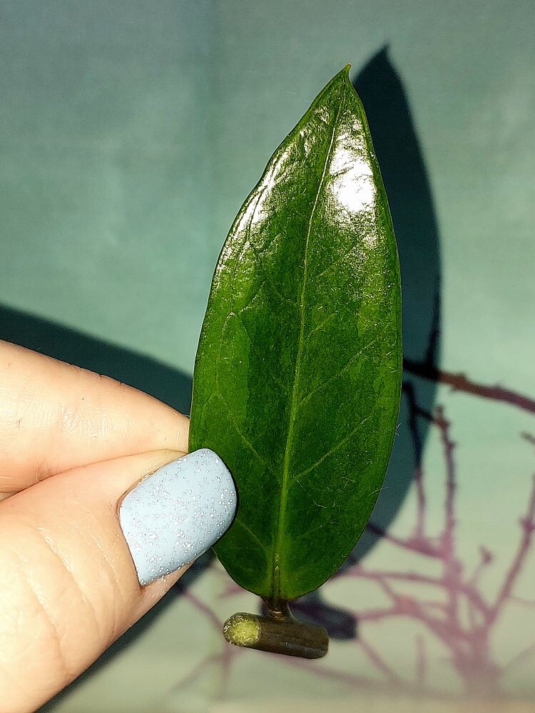 Zamioculcas Green on Green
