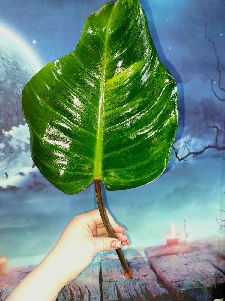 Philodendron Congo Red Yellow Variegated