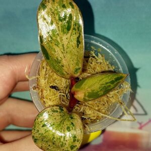 Филодендрон Congo red dwarf mint variegated