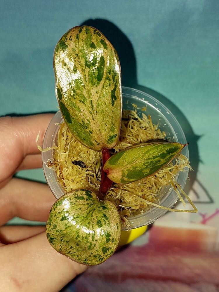 Филодендрон Congo red dwarf mint variegated