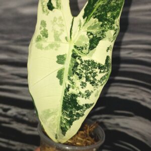 Alocasia Frydek variegated