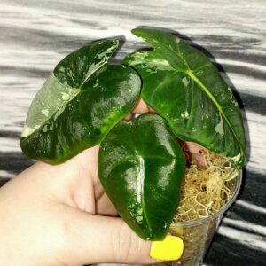 Alocasia Frydek variegated
