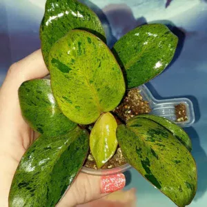 Philodendron Congo Red Dwarf Mint Variegated